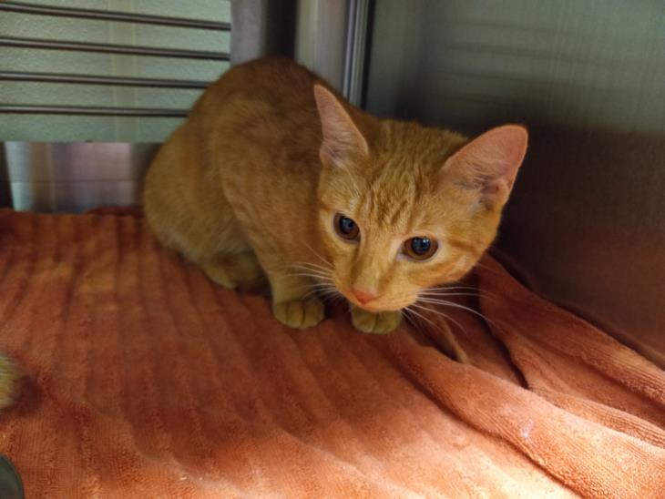 adoptable Cat in Chapel Hill, NC named SIMBA