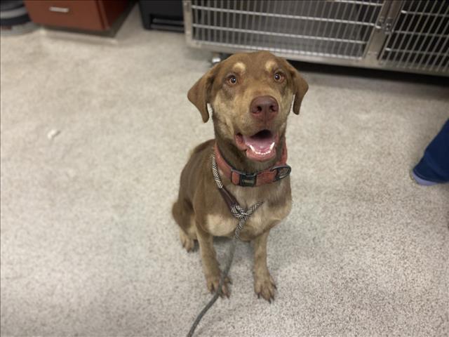 adoptable Dog in Chapel Hill, NC named DOGE