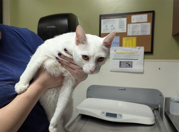 adoptable Cat in Chapel Hill, NC named ALFREDO