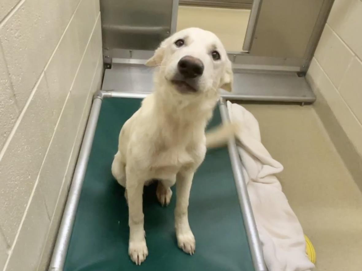 adoptable Dog in Chapel Hill, NC named SNOWBALL