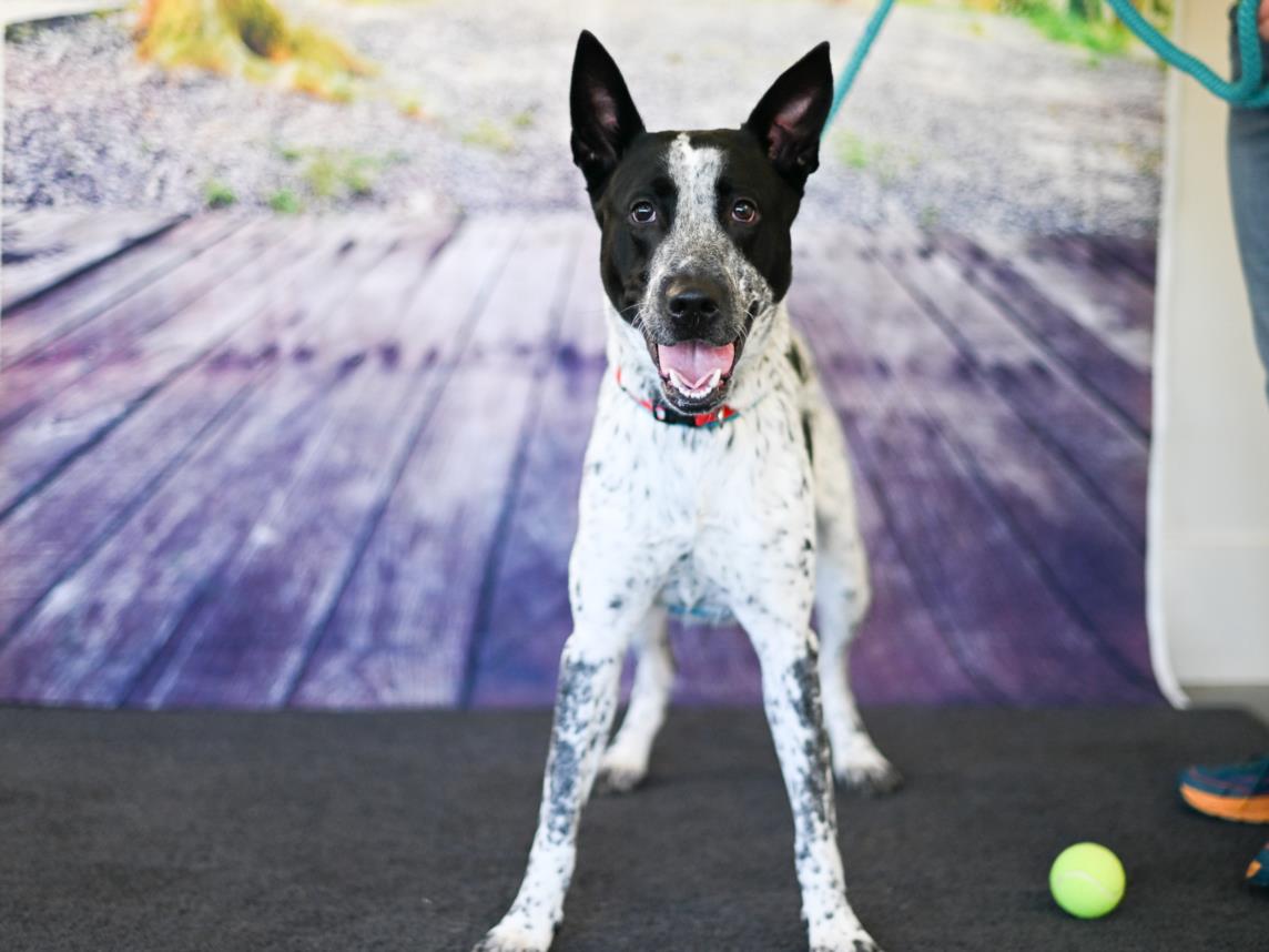 adoptable Dog in Chapel Hill, NC named OREO