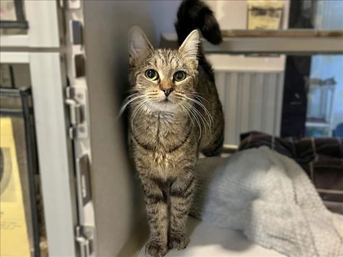 picture of the cat needing adoption