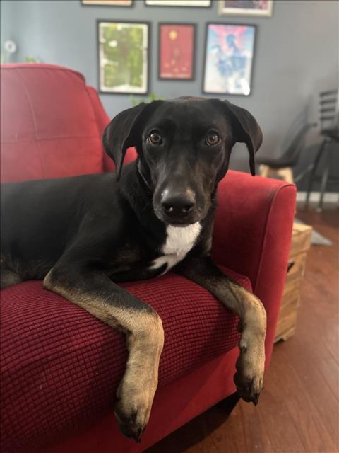 picture of the dog needing adoption