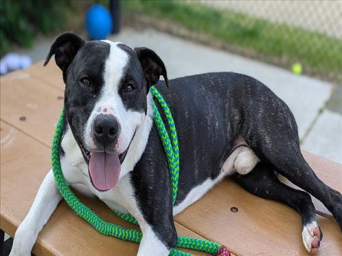 picture of the dog needing adoption