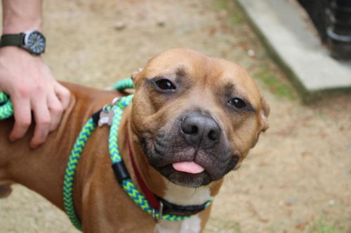 picture of the dog needing adoption
