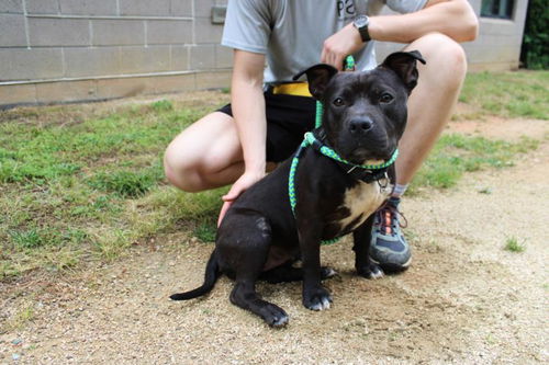 picture of the dog needing adoption