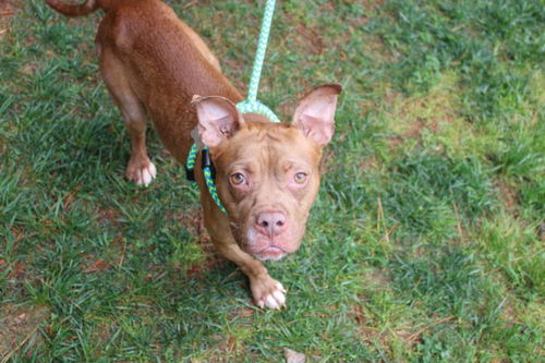 picture of the dog needing adoption