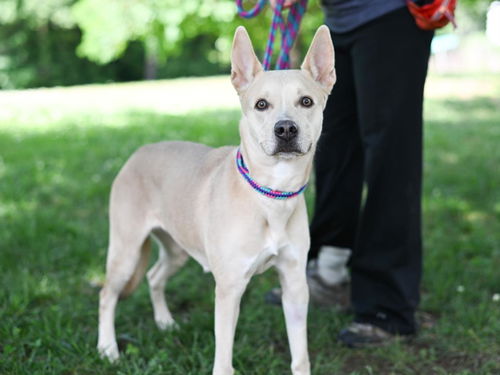 picture of the dog needing adoption