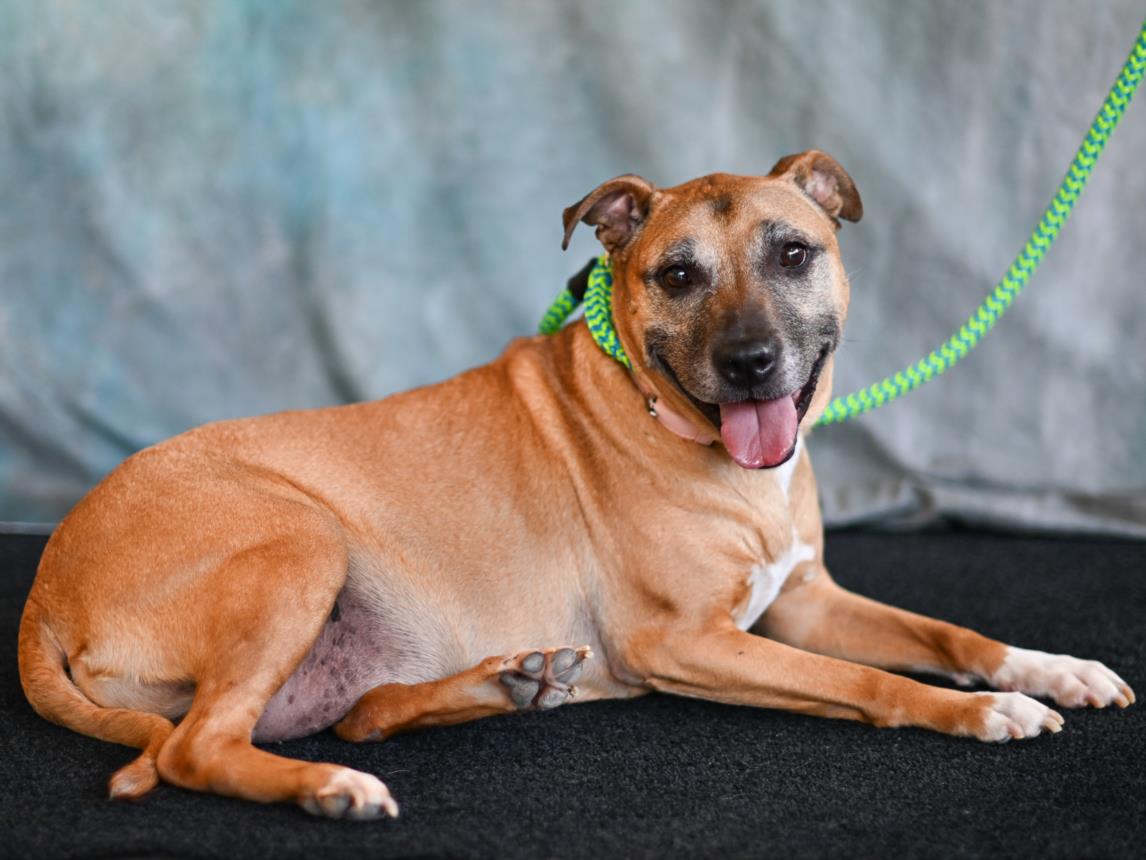 adoptable Dog in Chapel Hill, NC named HENLEY