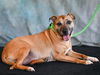 adoptable Dog in  named HENLEY