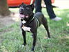 adoptable Dog in chapel hill, NC named *DORITOS**