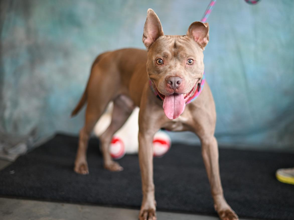 adoptable Dog in Chapel Hill, NC named BENDER