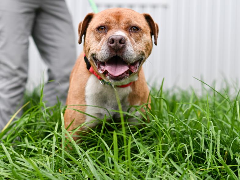 adoptable Dog in Chapel Hill, NC named *BULBASAUR