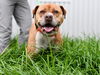 adoptable Dog in chapel hill, NC named *BULBASAUR