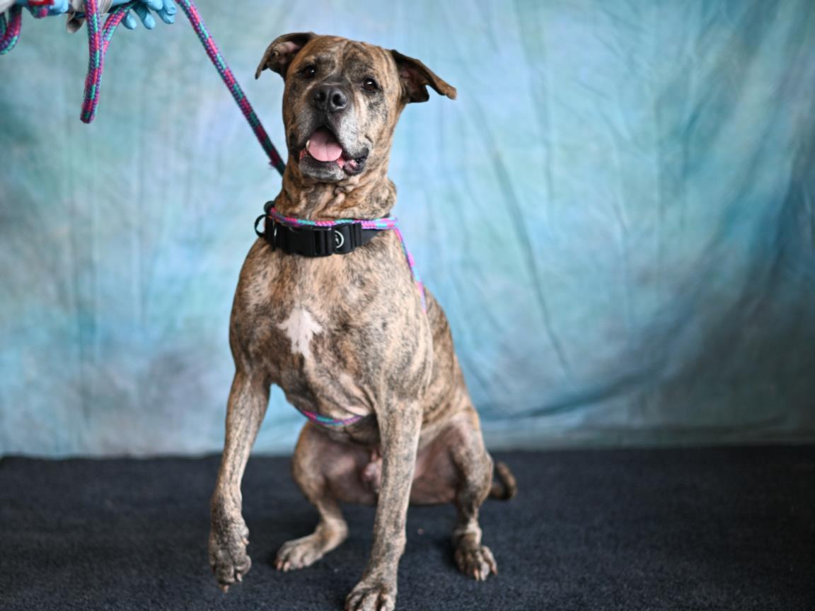 adoptable Dog in Chapel Hill, NC named TIGER