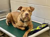 adoptable Dog in  named LLAMA