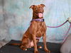 adoptable Dog in  named COFFEE**