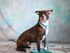adoptable Dog in  named RAMSEY