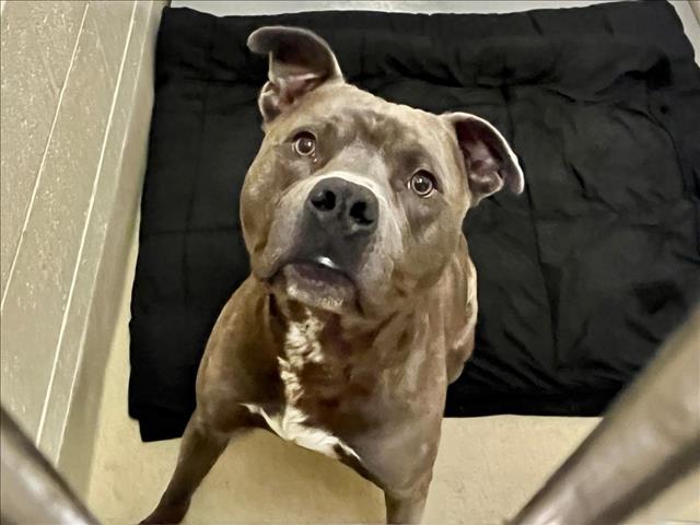adoptable Dog in Chapel Hill, NC named *TROUT