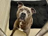 adoptable Dog in chapel hill, NC named *TROUT