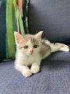 adoptable Cat in chapel hill, NC named *MOUSE