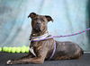 adoptable Dog in chapel hill, NC named ANGEL (ORCA)