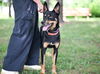 adoptable Dog in  named DEOGEE**