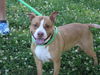 adoptable Dog in chapel hill, NC named BELLA RUSE