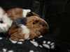 adoptable Guinea Pig in chapel hill, NC named AERO