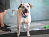 adoptable Dog in  named NASH