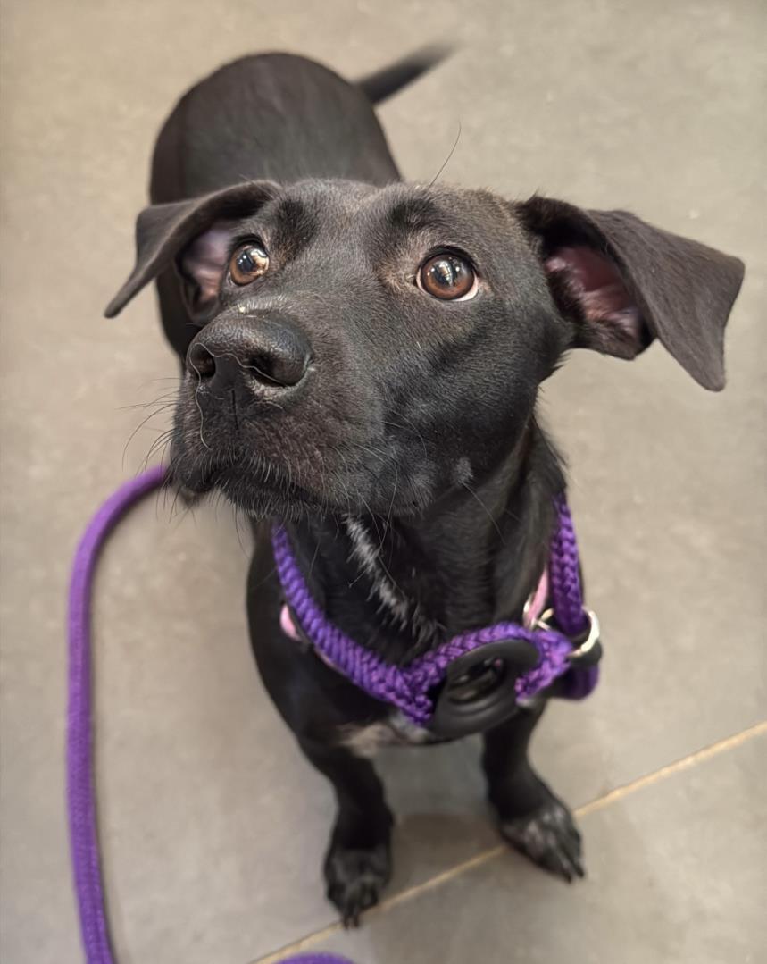 adoptable Dog in Chapel Hill, NC named *TIANI