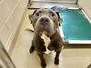 adoptable Dog in  named POLO**