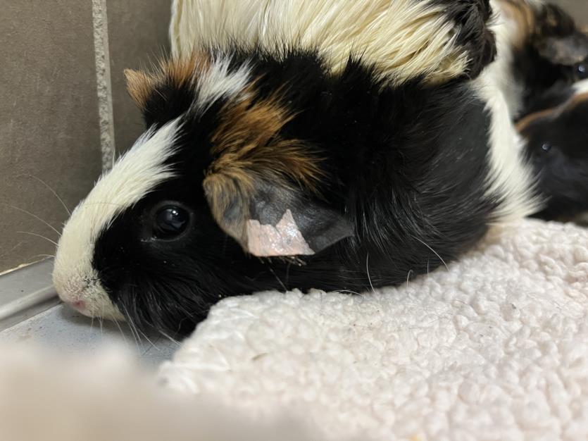 adoptable Guinea Pig in Chapel Hill, NC named BUTTER PECAN