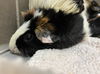 adoptable Guinea Pig in  named BUTTER PECAN