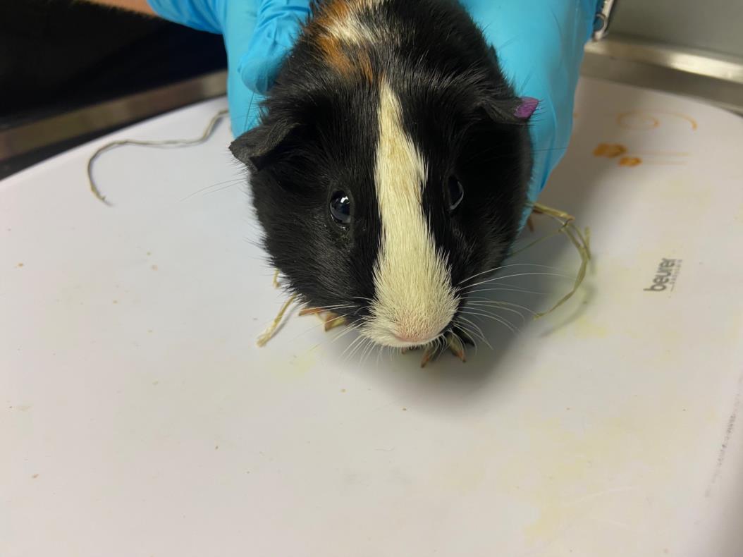 adoptable Guinea Pig in Chapel Hill, NC named COTTON CANDY