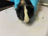 adoptable Guinea Pig in  named COTTON CANDY