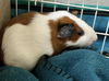 adoptable Guinea Pig in  named CHOCOLATE CHIP