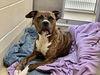 adoptable Dog in  named WENDY**