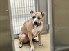 adoptable Dog in  named BROOKLYN