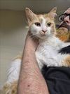 adoptable Cat in  named PURRANDA