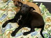 adoptable Dog in  named SUPERGIRL