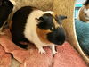 adoptable Guinea Pig in  named MOM