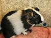 adoptable Guinea Pig in  named RUM RAISIN