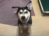 adoptable Dog in chapel hill, NC named BABY