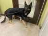 adoptable Dog in  named VON HILDA ROSIE
