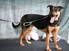 adoptable Dog in chapel hill, NC named *DAPHNE