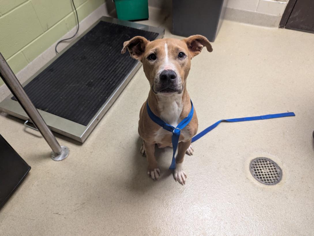 adoptable Dog in Chapel Hill, NC named SCRAPPY