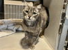 adoptable Cat in chapel hill, NC named *MOLLY