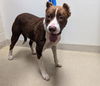 adoptable Dog in  named BELLA