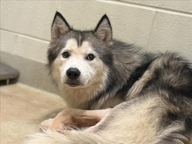 adoptable Dog in Chapel Hill, NC named BALTO